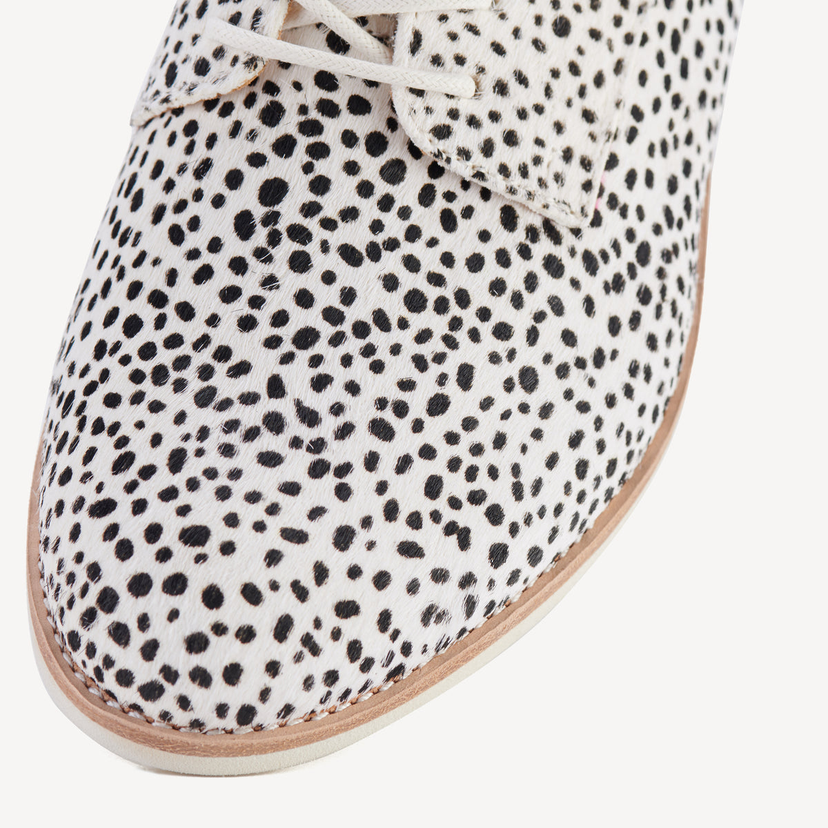 Derby Snow Leopard