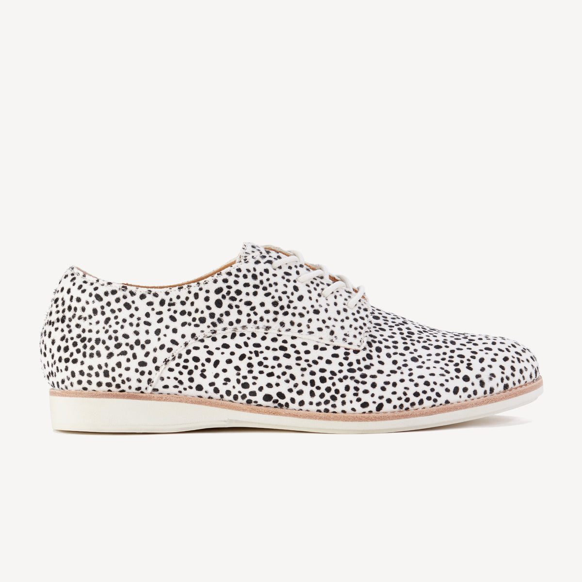 Derby Snow Leopard